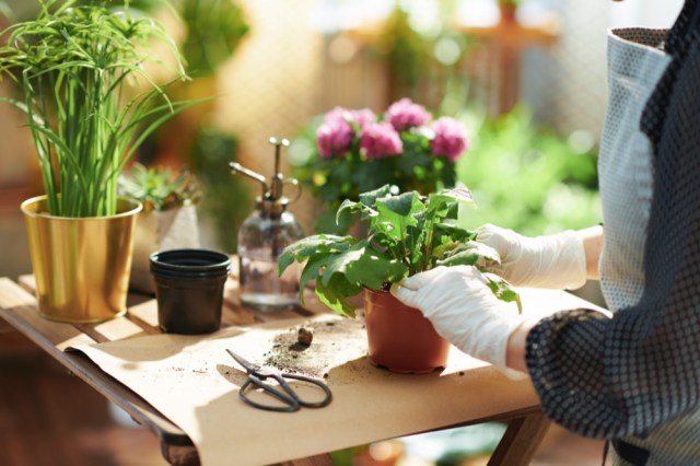 The Best Affordable Tools and Techniques for Small Space Gardening Success